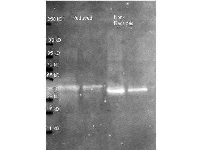 Western Blot: Ovalbumin Antibody [Biotin] [NB600-924] - Lane 1: ~1 ug Ovalbumin protein reduced. Lane 2: 0.25 ug Ovalbumin protein reduced. Lane 3: ~1 ug Ovalbumin protein non-reduced. Lane 4: 0.25 ug Ovalbumin protein non-reduced. Primary antibody: Ovalbumin antibody at 1:5000 for overnight at 4C. Secondary antibody: Atto 425 conjugated goat anti rabbit secondary antibody at 1:10,000 for 1.5 hr at RT. Block buffer overnight at 4C. Predicted/Observed size: 42.9 kDa, ~36 kDa for ovalbumin.